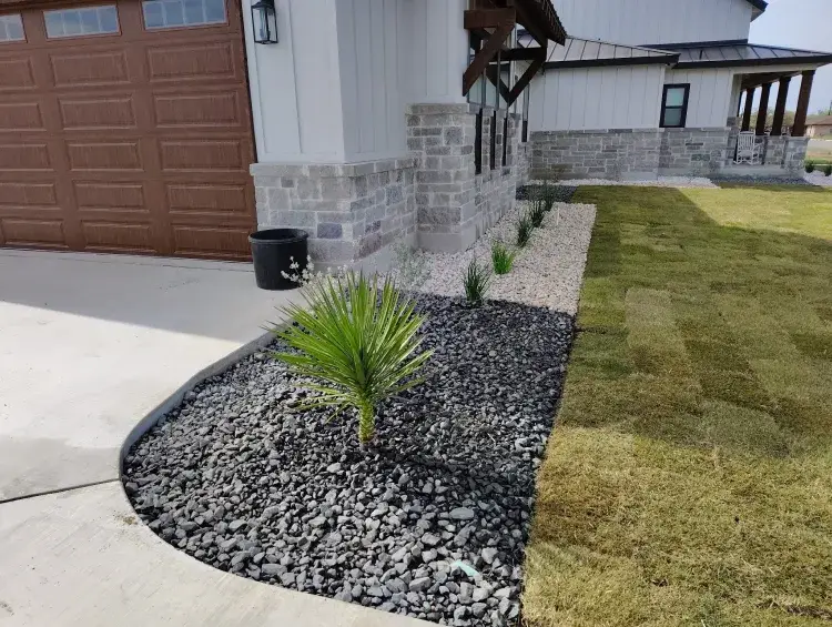 A close-up of a rock garden featuring Yucca queretaroensis, Yucca treculeana, and Yucca faxoniana plants.